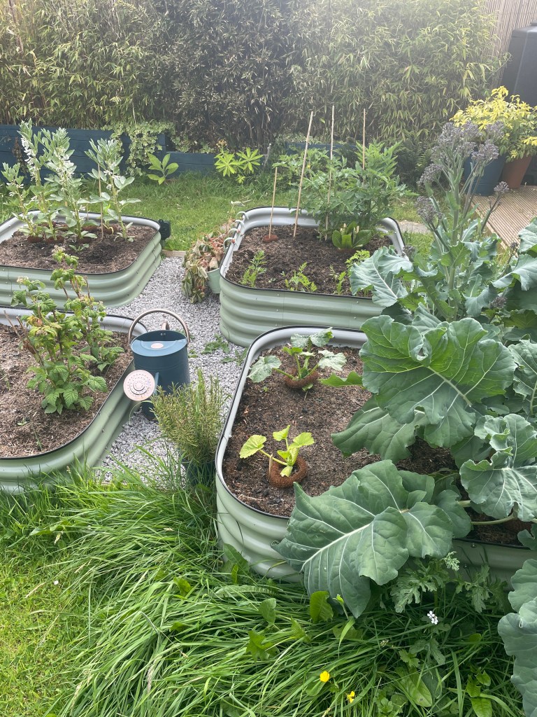 Growing Organic Vegetable Tips for beginners