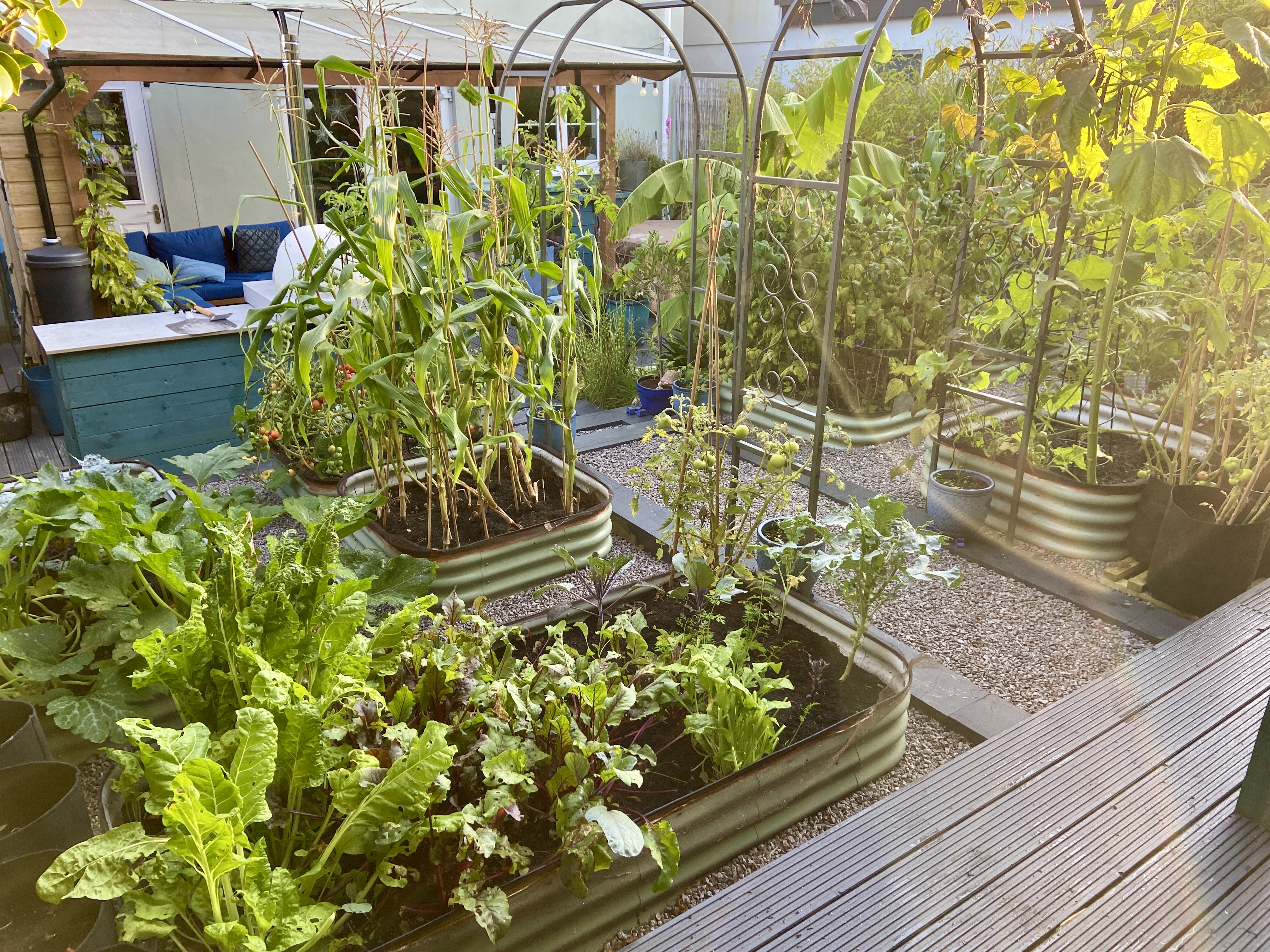 Organic vegetable patches in garden