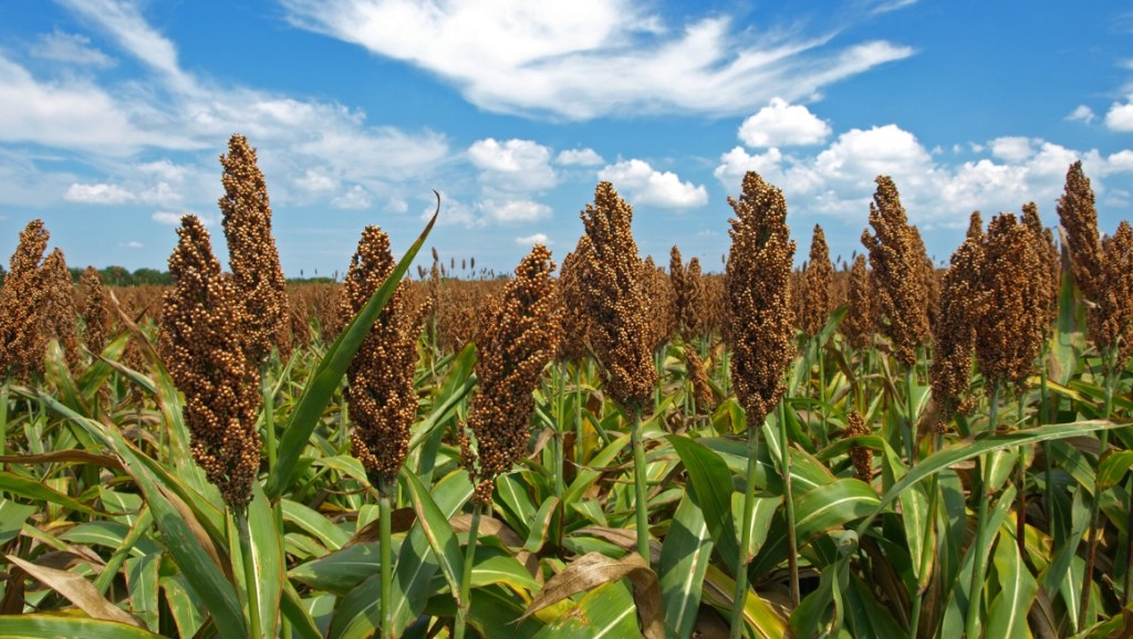 Sorghum crops
