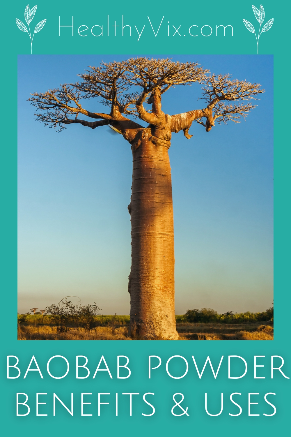 Baobab Powder Benefits, Uses & What Makes This Superfruit So Special