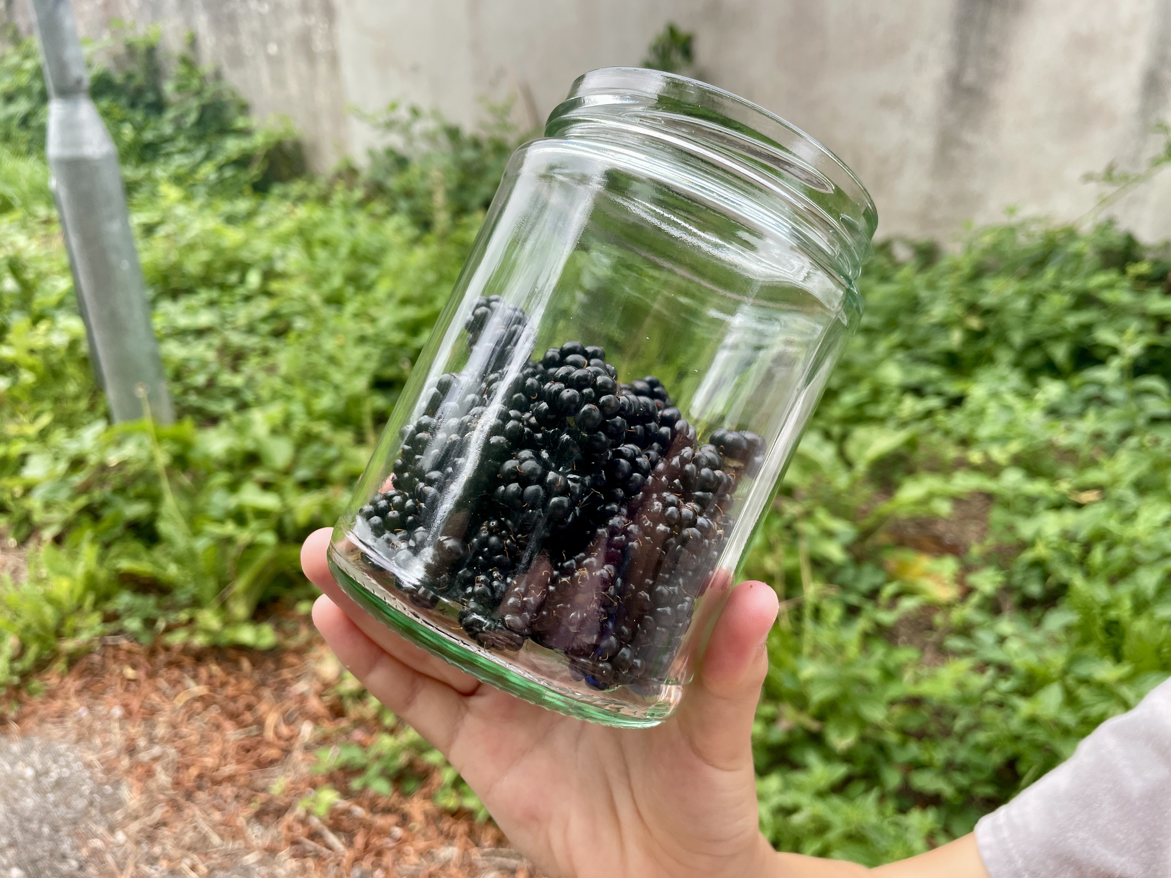 A jar filled with wild blackberries foraged in the UK