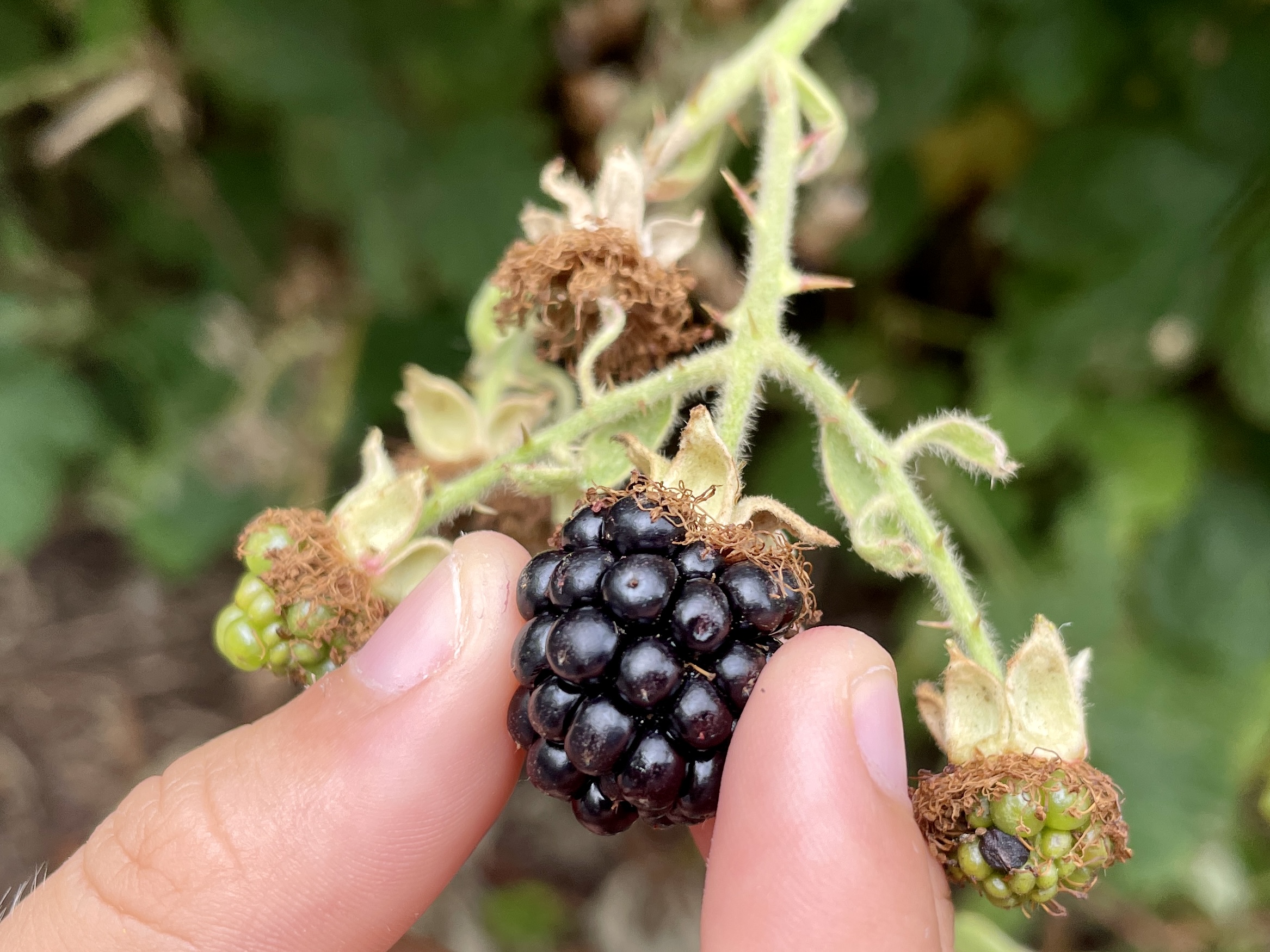 picking and eating wild blackberries in the UK