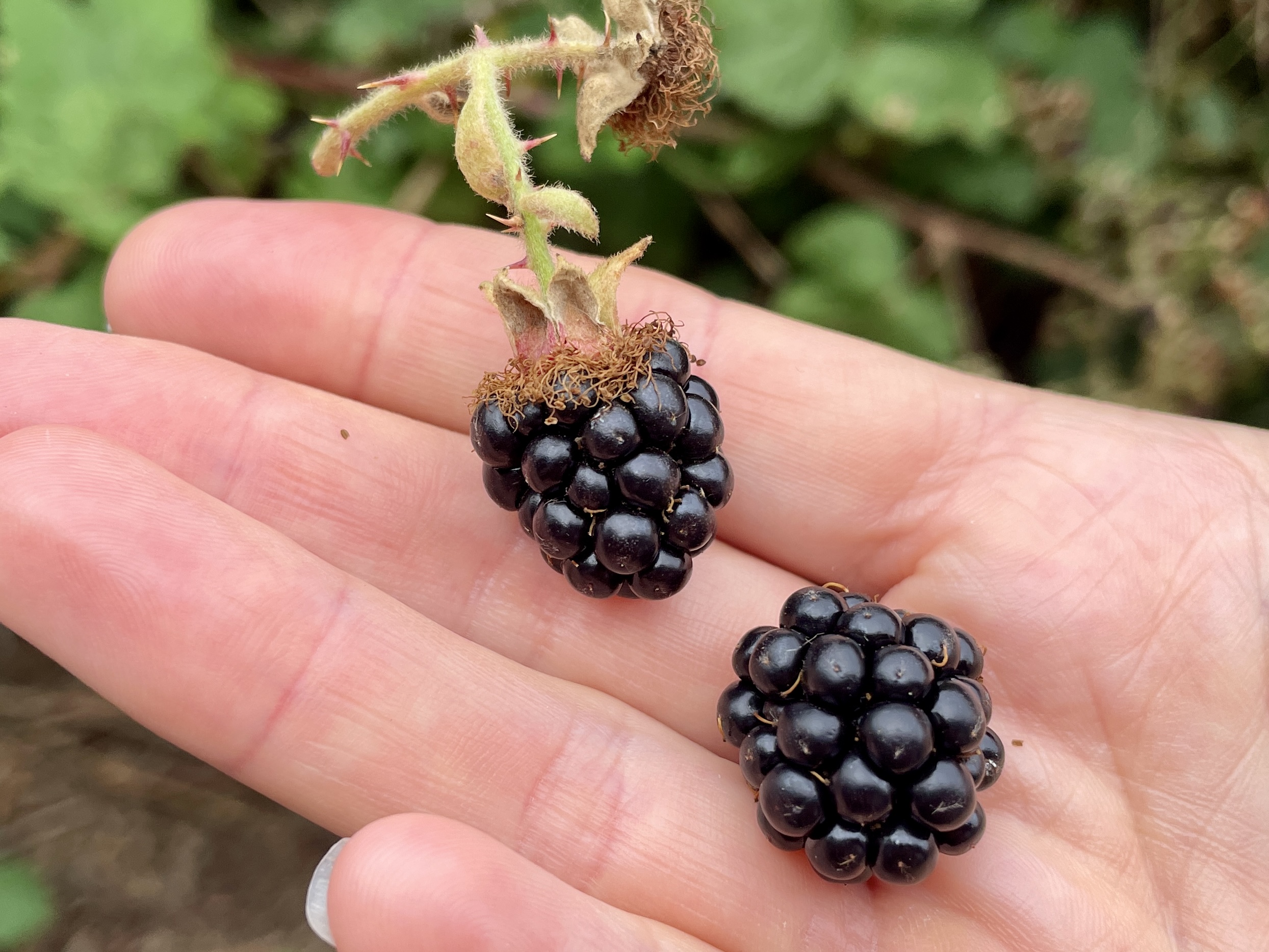 Can You Eat Wild Blackberries in England