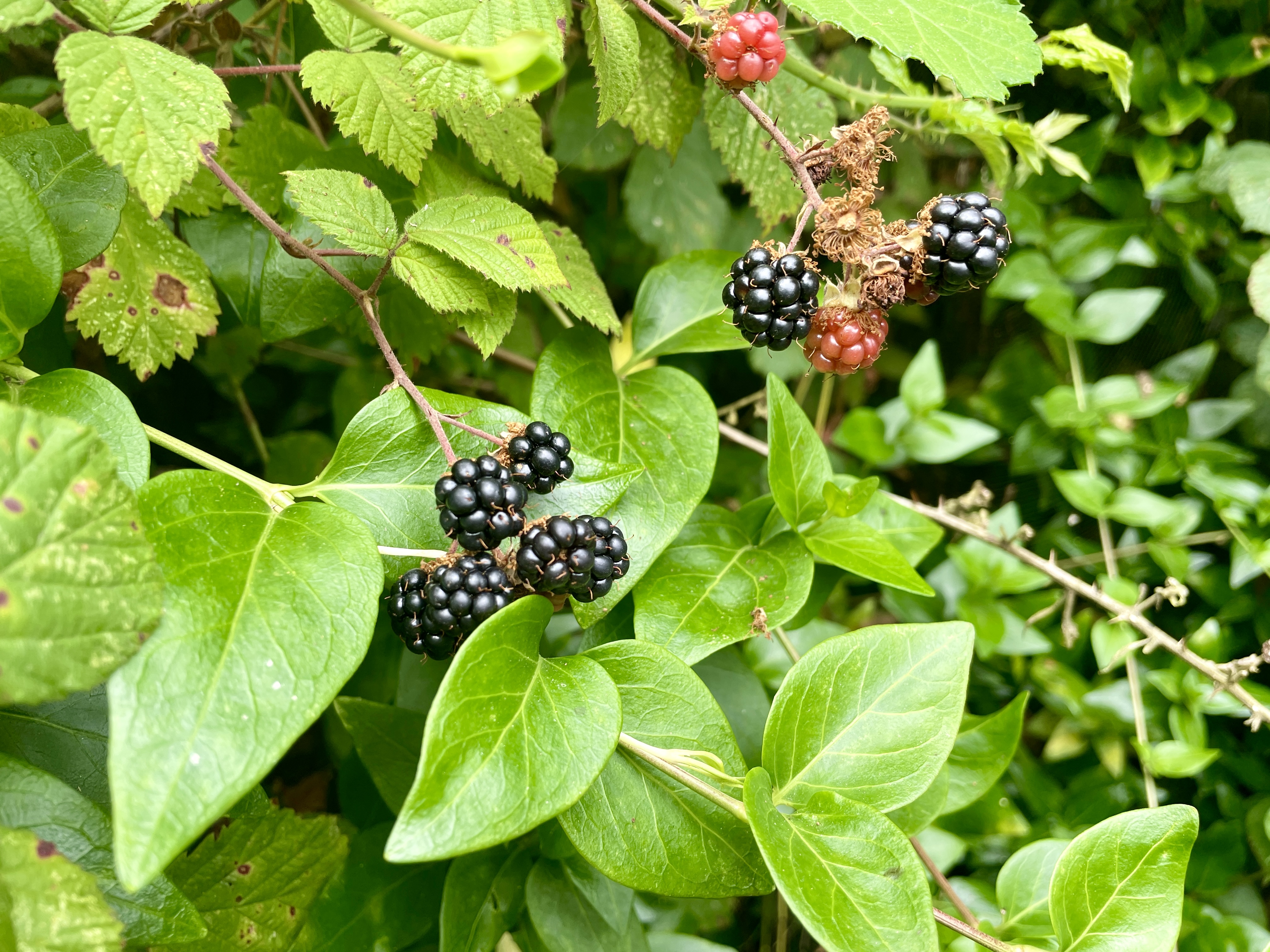 Can You Eat Wild Blackberries
