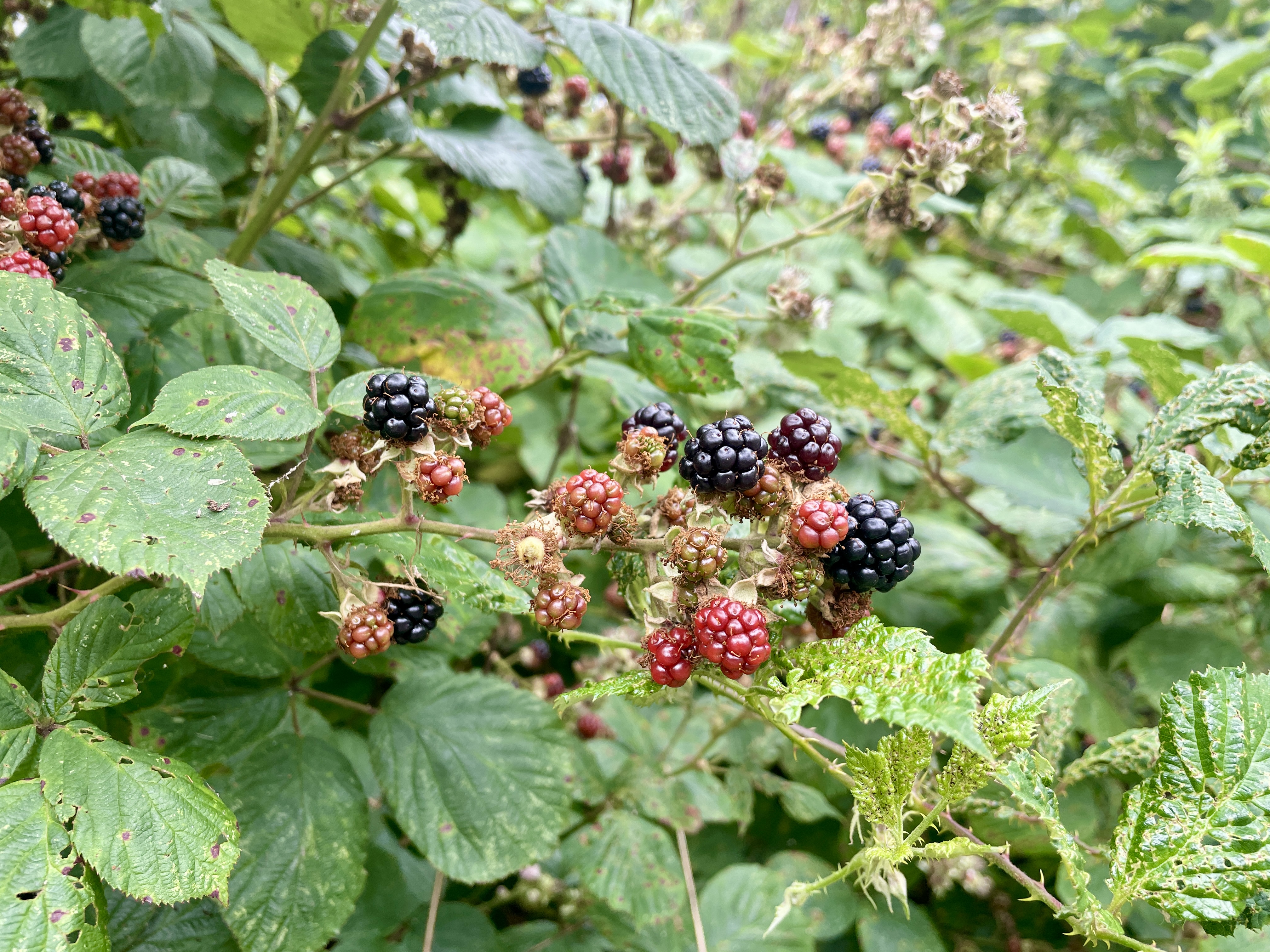 wild blackberries in the uk