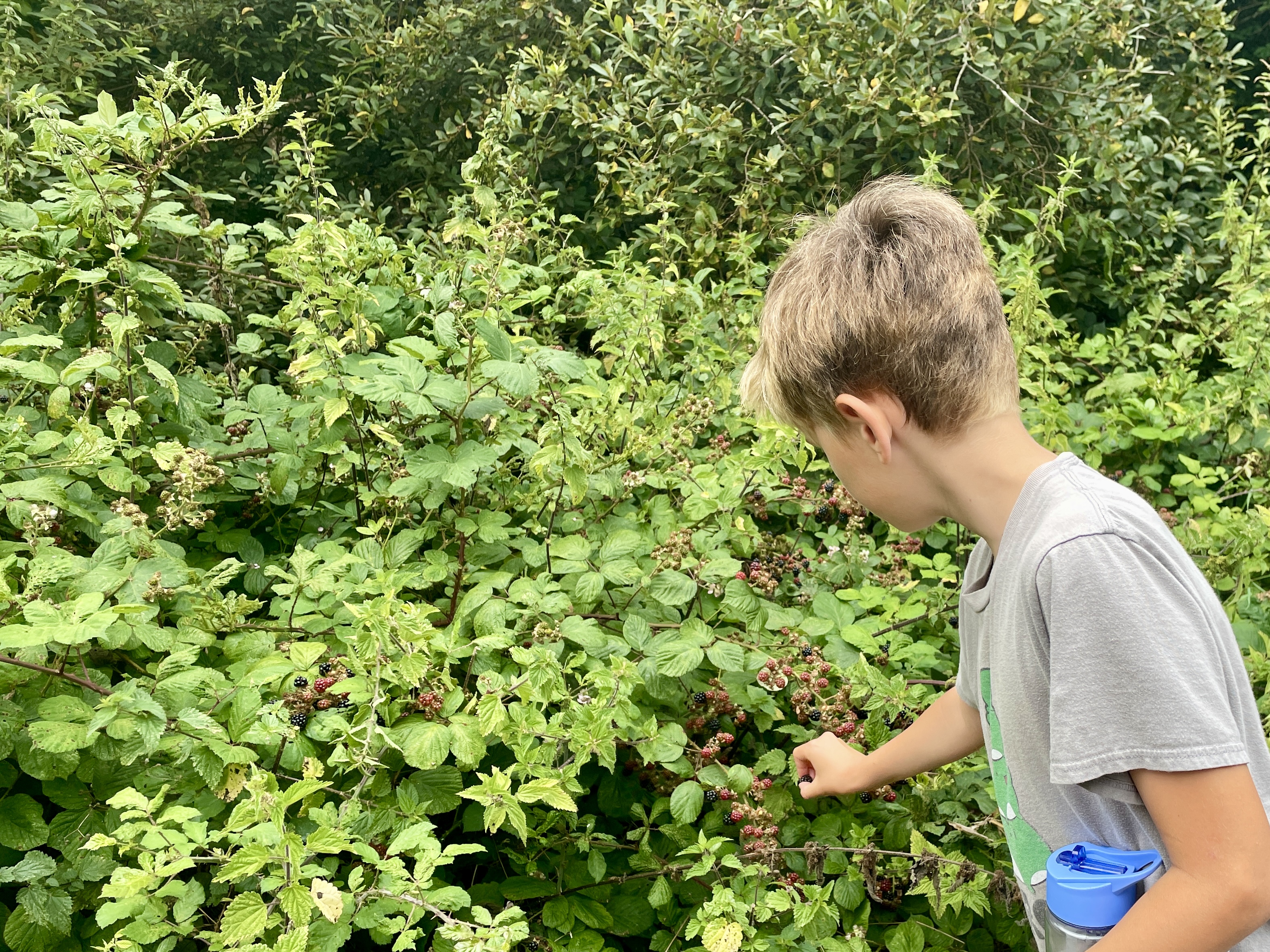is it safe to eat wild blackberries int eh uk
