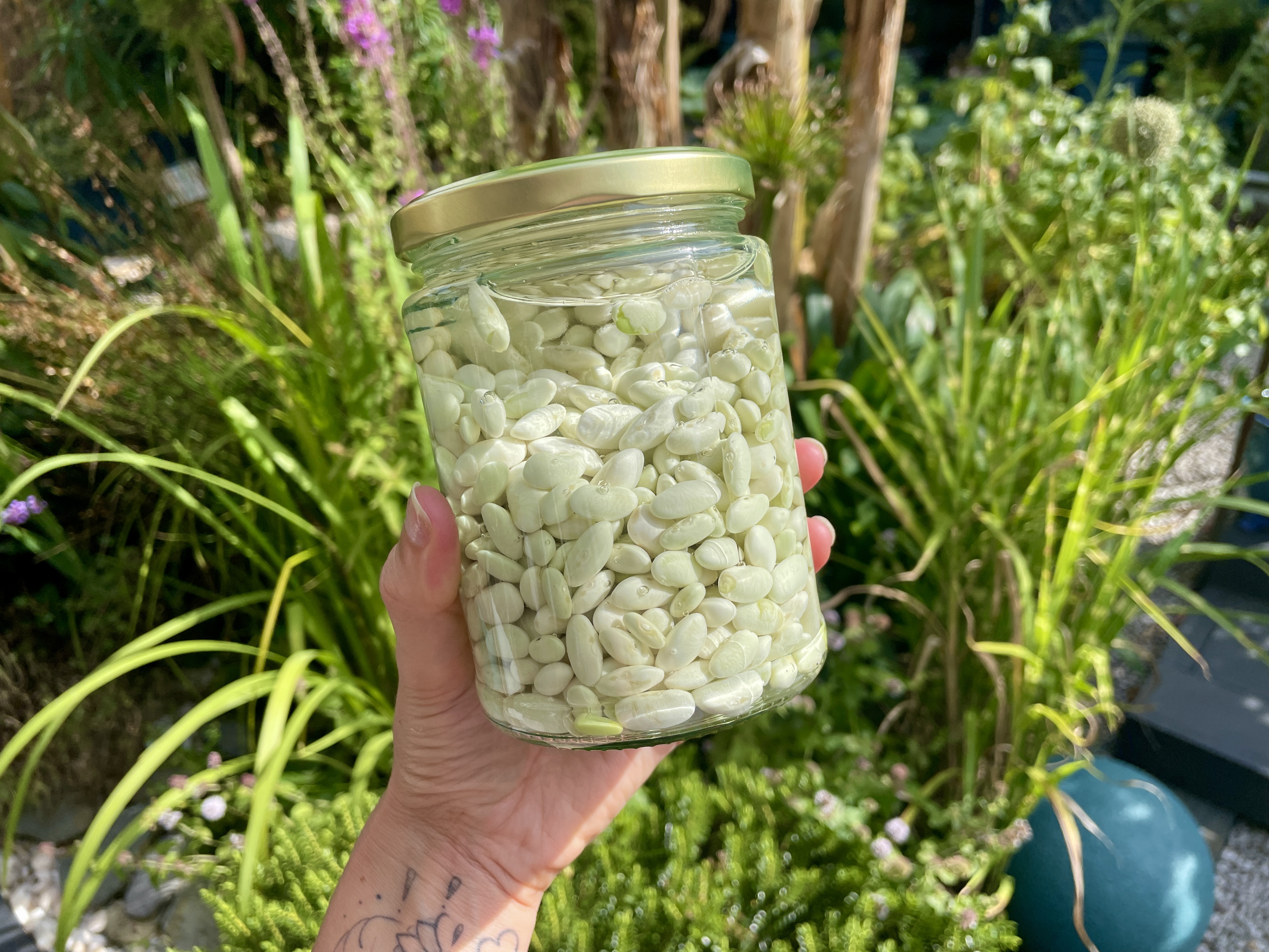 soaking purple French bean beans in water in a jar