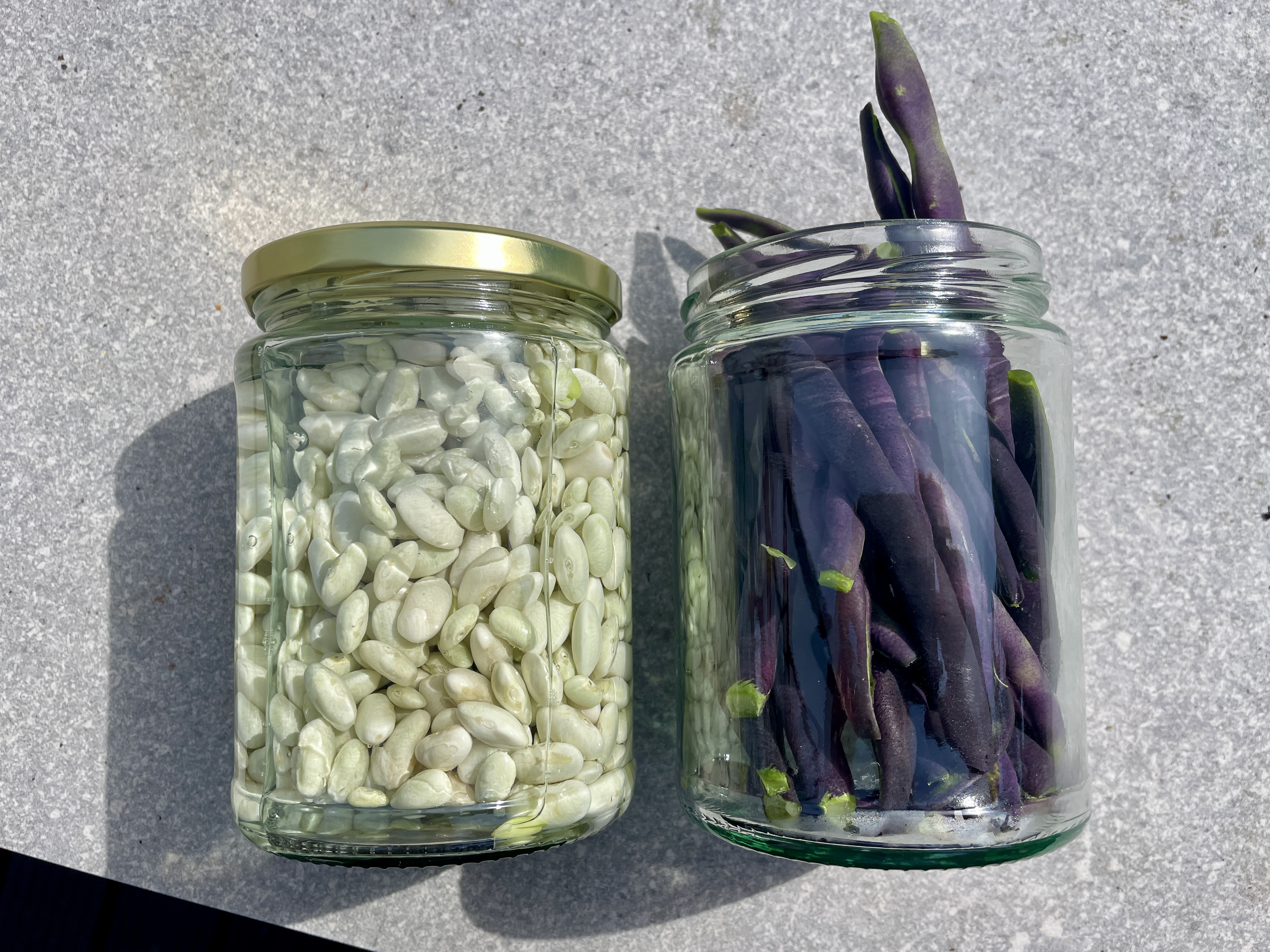 purple french beans