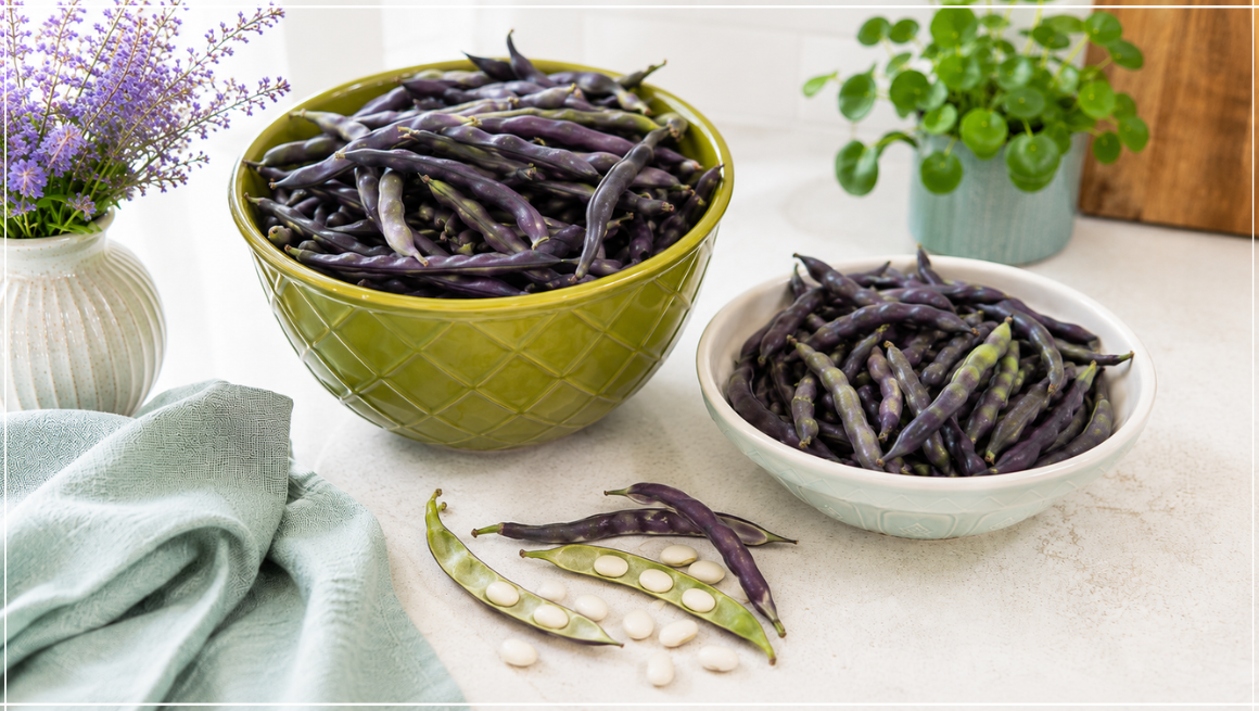 Purple French Beans How to Cook Them & What to Do When They Get Too Big