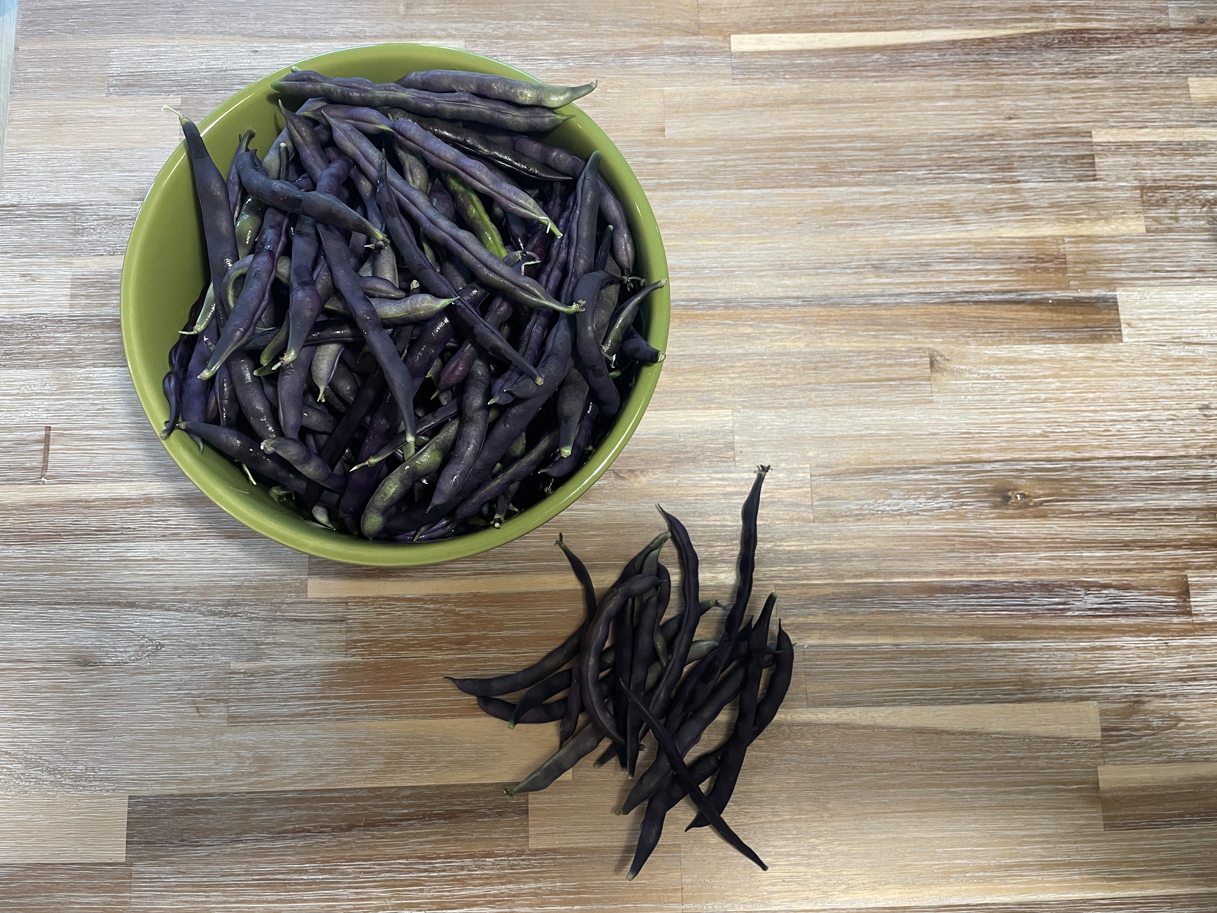 climbing french purple bean