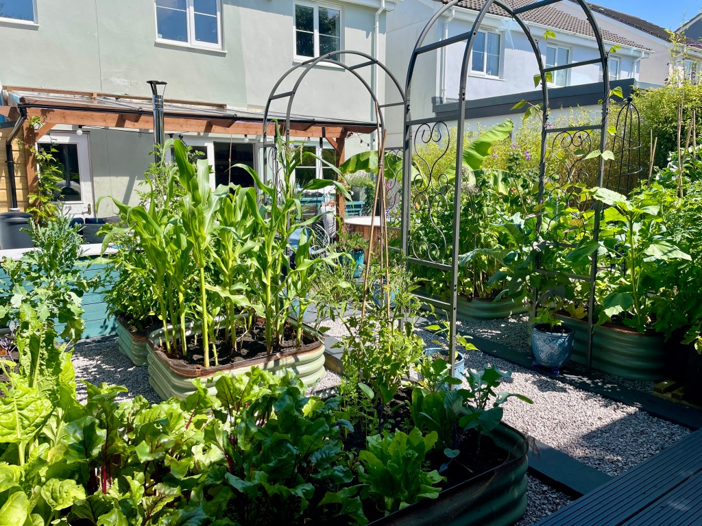 my grow your own allotment home garden in southwest england