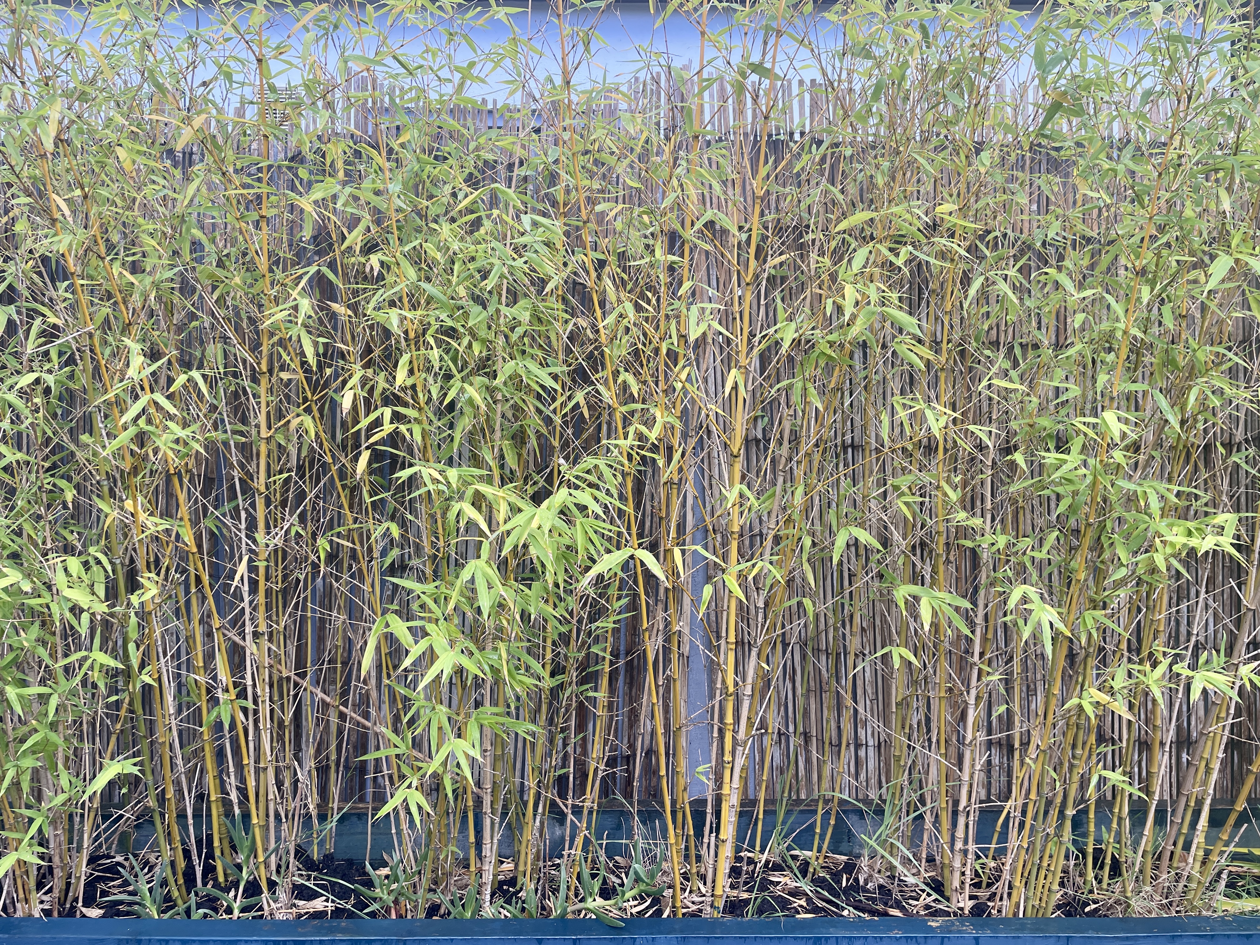 Bamboo privacy wall in UK garden